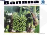 Banana - slide 1