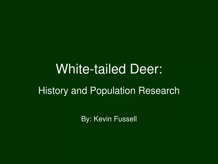 white tailed deer