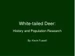 White-tailed Deer: