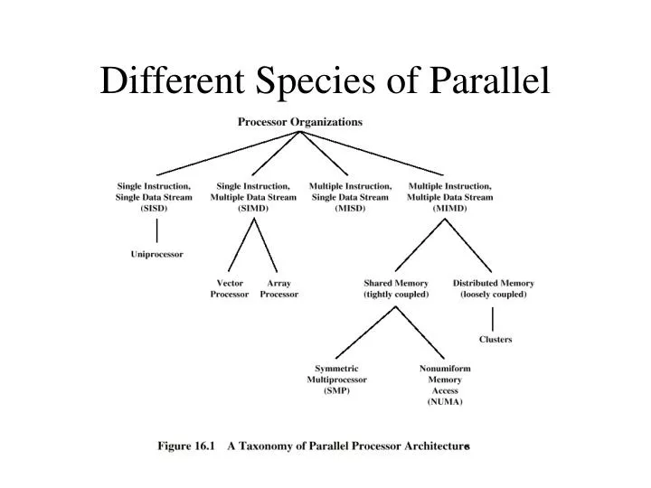different species of parallel