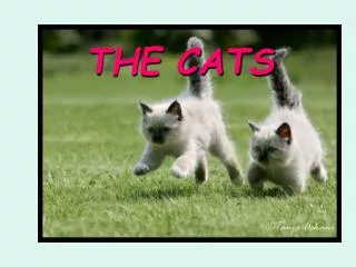 THE CATS