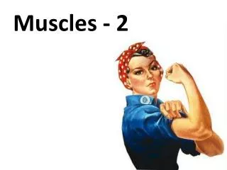 Muscles - 2
