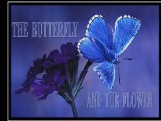 THE BUTTERFLY