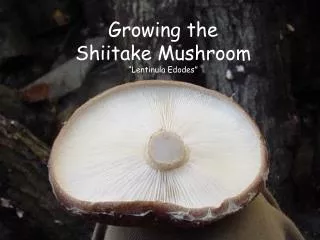 Growing the Shiitake Mushroom “Lentinula Edodes”