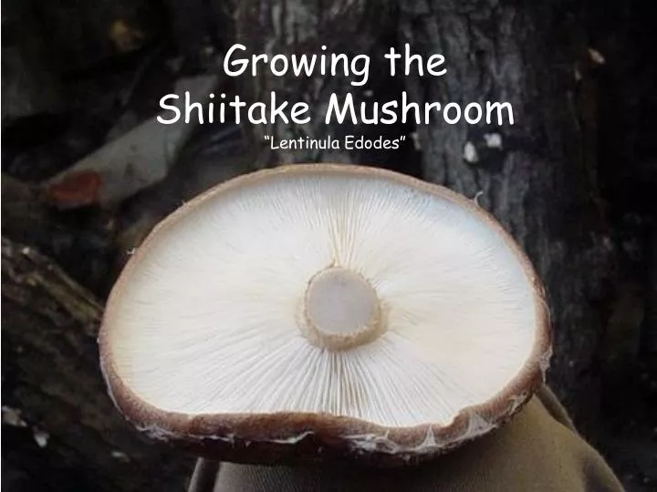 growing the shiitake mushroom lentinula edodes