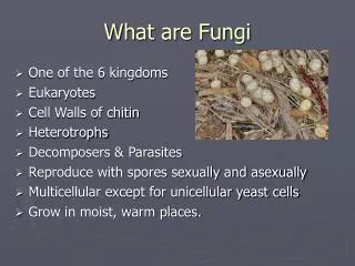 What are Fungi