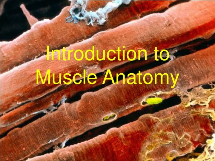 introduction to muscle anatomy