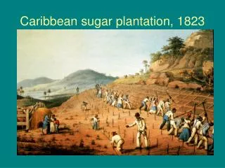 Caribbean sugar plantation, 1823