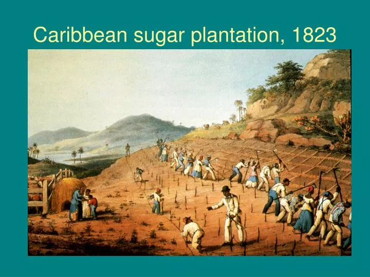 caribbean sugar plantation 1823
