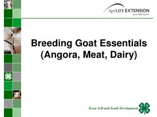 Breeding Goat Essentials (Angora, Meat, Dairy)