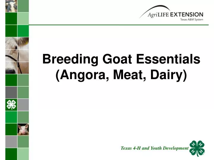 breeding goat essentials angora meat dairy