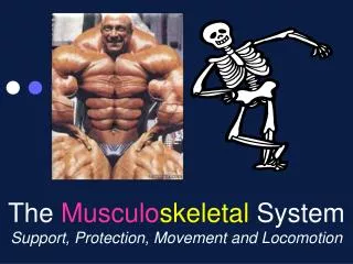 The Musculo skeletal System Support, Protection, Movement and Locomotion