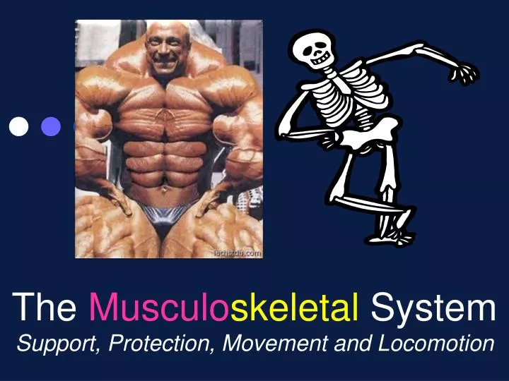 the musculo skeletal system support protection movement and locomotion