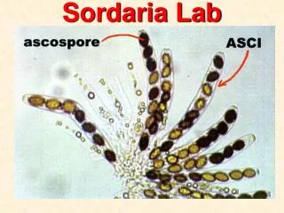 Sordaria Lab