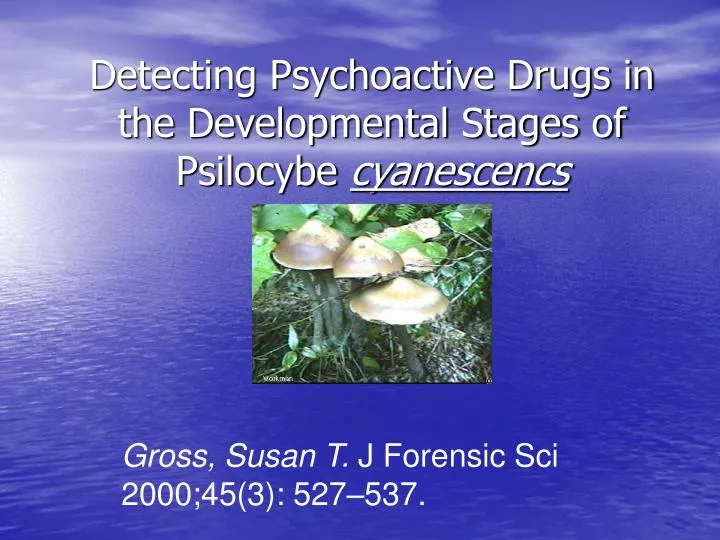 detecting psychoactive drugs in the developmental stages of psilocybe cyanescencs