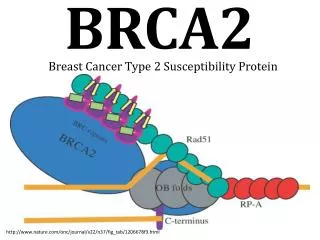 BRCA2