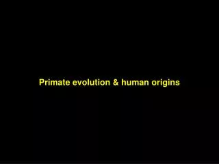 Primate evolution &amp; human origins