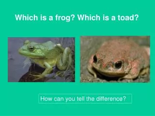 Which is a frog? Which is a toad?