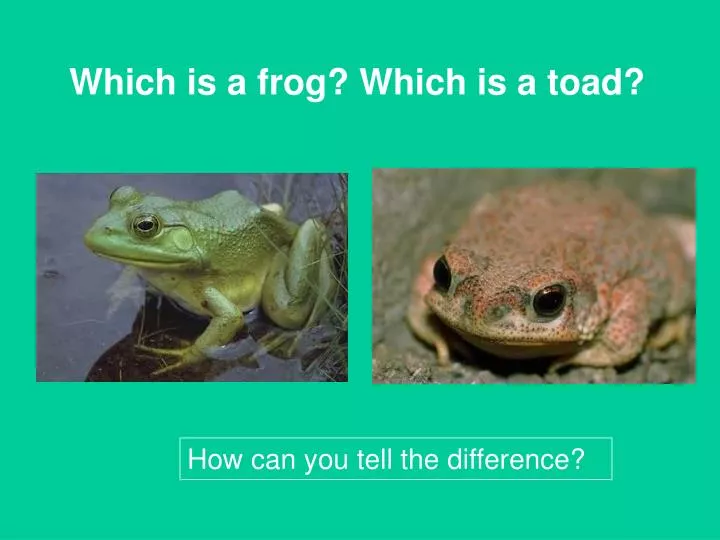 which is a frog which is a toad