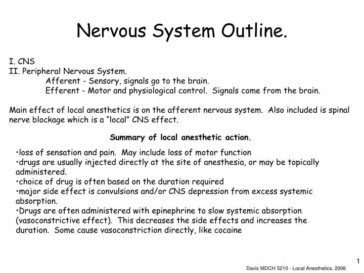 nervous system outline