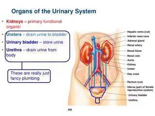 Organs of the Urinary System