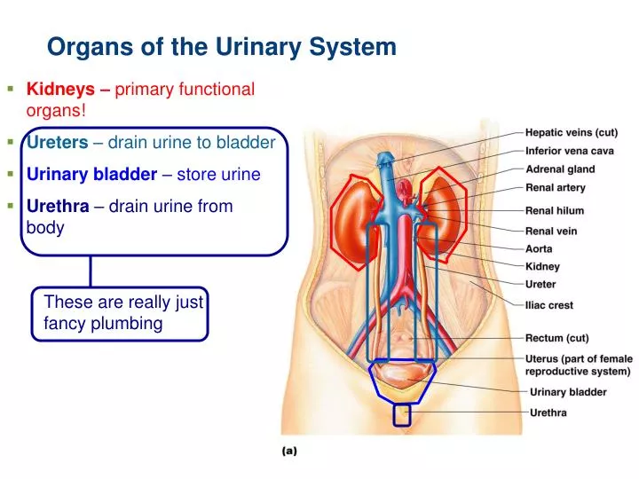 organs of the urinary system