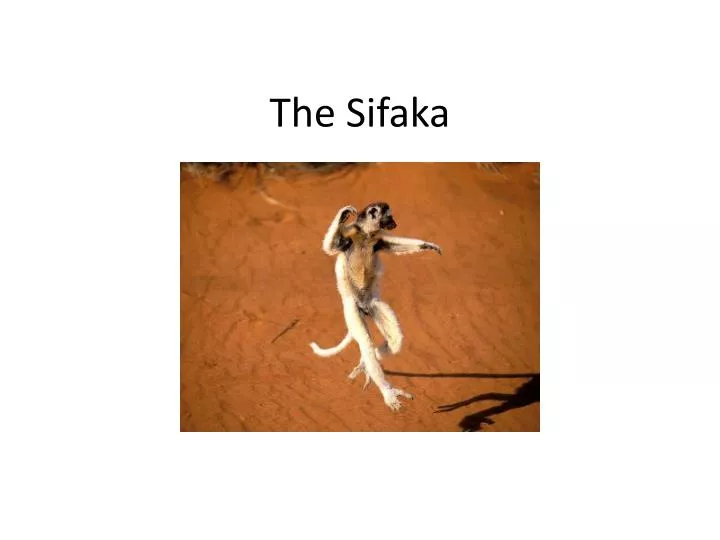 the sifaka