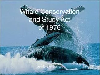 Whale Conservation and Study Act of 1976