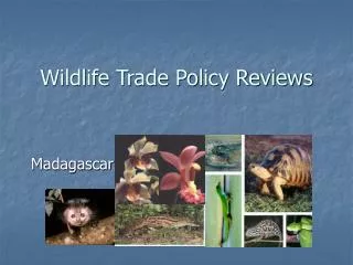 Wildlife Trade Policy Reviews