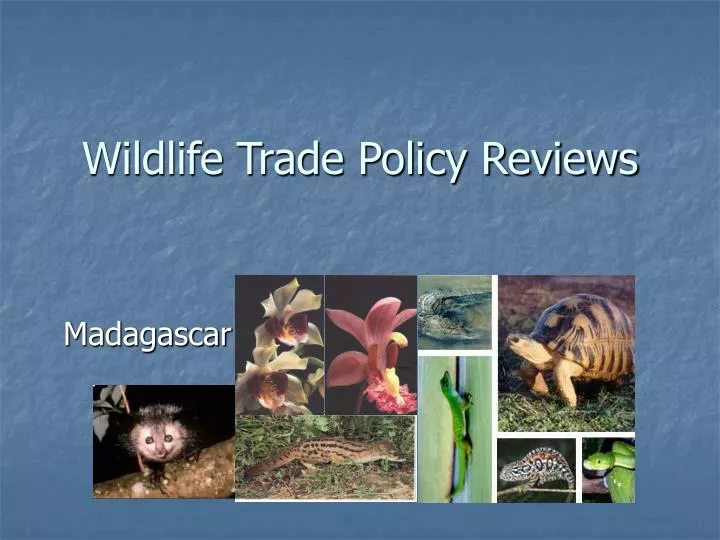 wildlife trade policy reviews