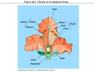 Figure 38.2 Review of an idealized flower