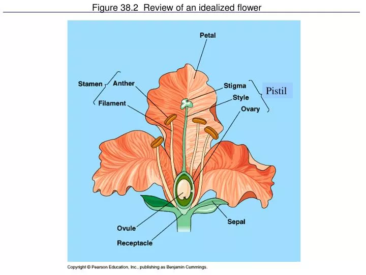 figure 38 2 review of an idealized flower