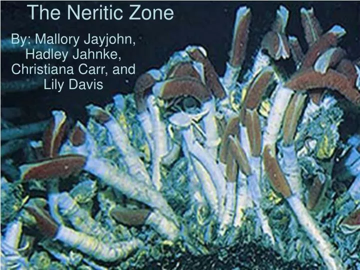 the neritic zone