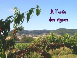 a l or e des vignes