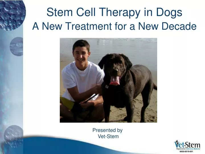 stem cell therapy in dogs a new treatment for a new decade