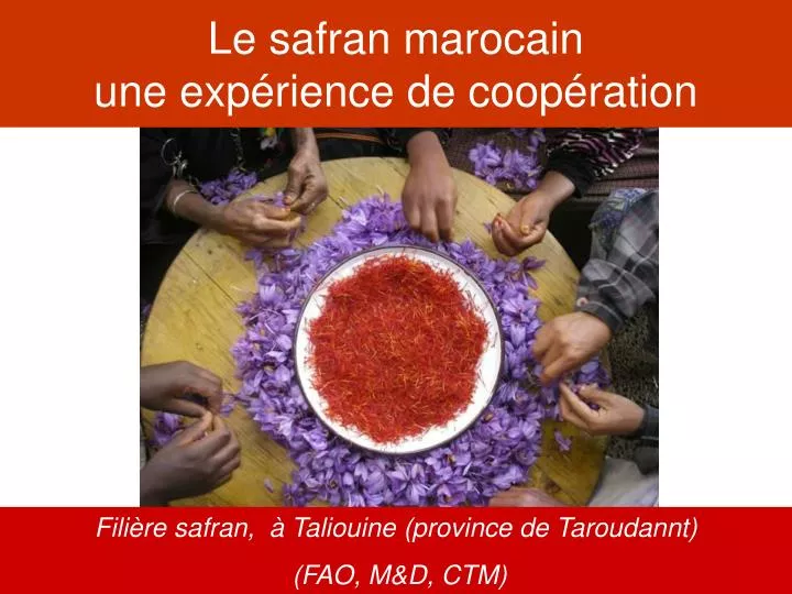 le safran marocain une exp rience de coop ration