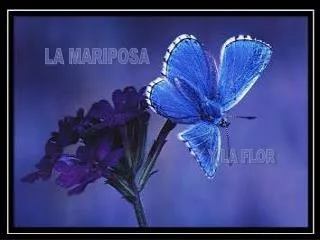 LA MARIPOSA