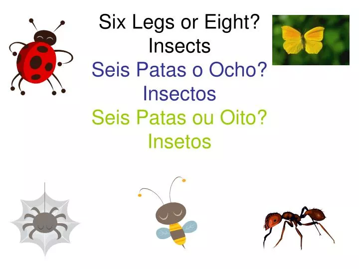 six legs or eight insects seis patas o ocho insectos seis patas ou oito insetos
