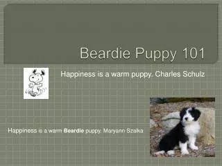 Beardie Puppy 101