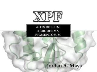 XPF &amp; its Role in Xeroderma P igmentosum