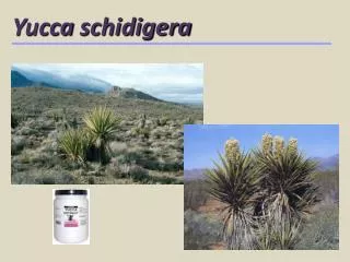 Yucca schidigera