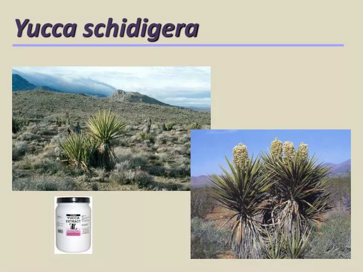 yucca schidigera
