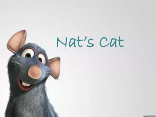 nat's cat