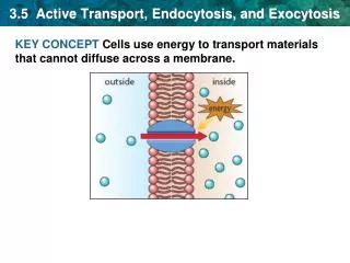 3.5 Active Transport, Endocytosis, and Exocytosis