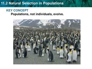 KEY CONCEPT Populations, not individuals, evolve.