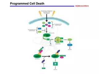 Programmed Cell Death