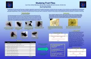 Studying Fruit Flies