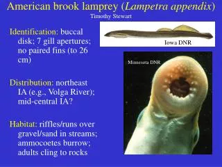 American brook lamprey ( Lampetra appendix ) Timothy Stewart