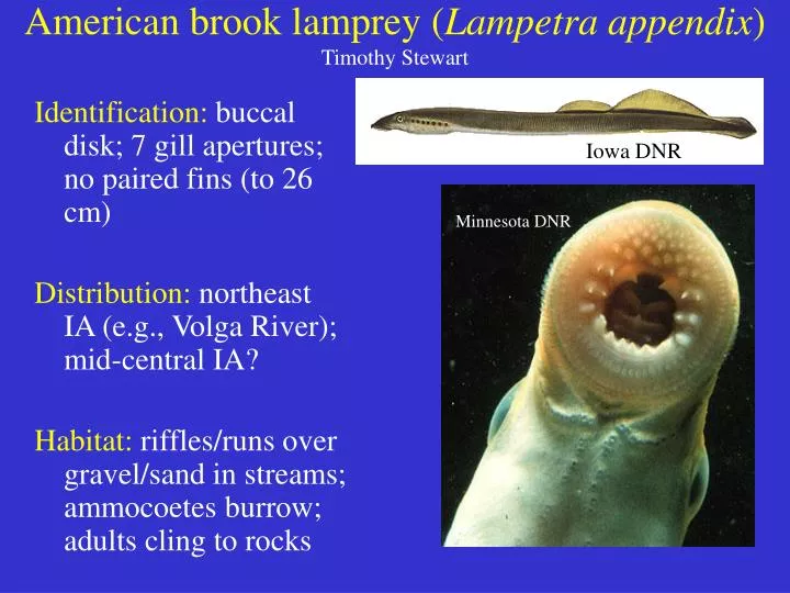 american brook lamprey lampetra appendix timothy stewart