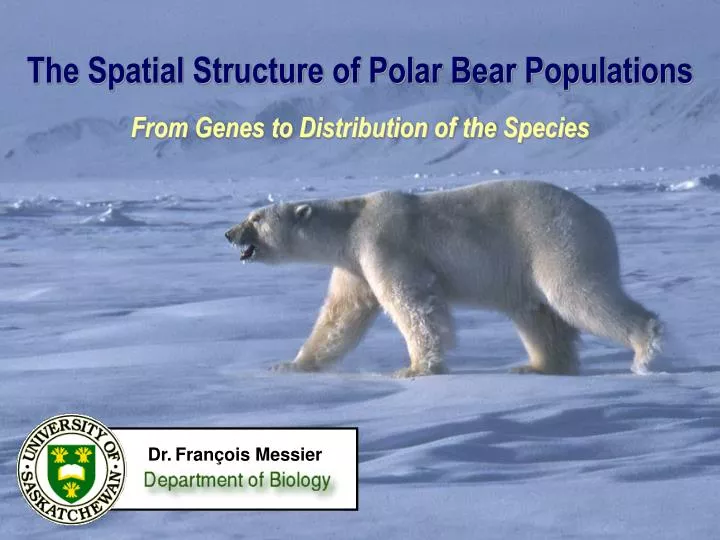 the spatial structure of polar bear populations from genes to distribution of the species